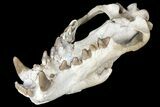 Fossil Hyaenodon Skull - South Dakota #131362-12